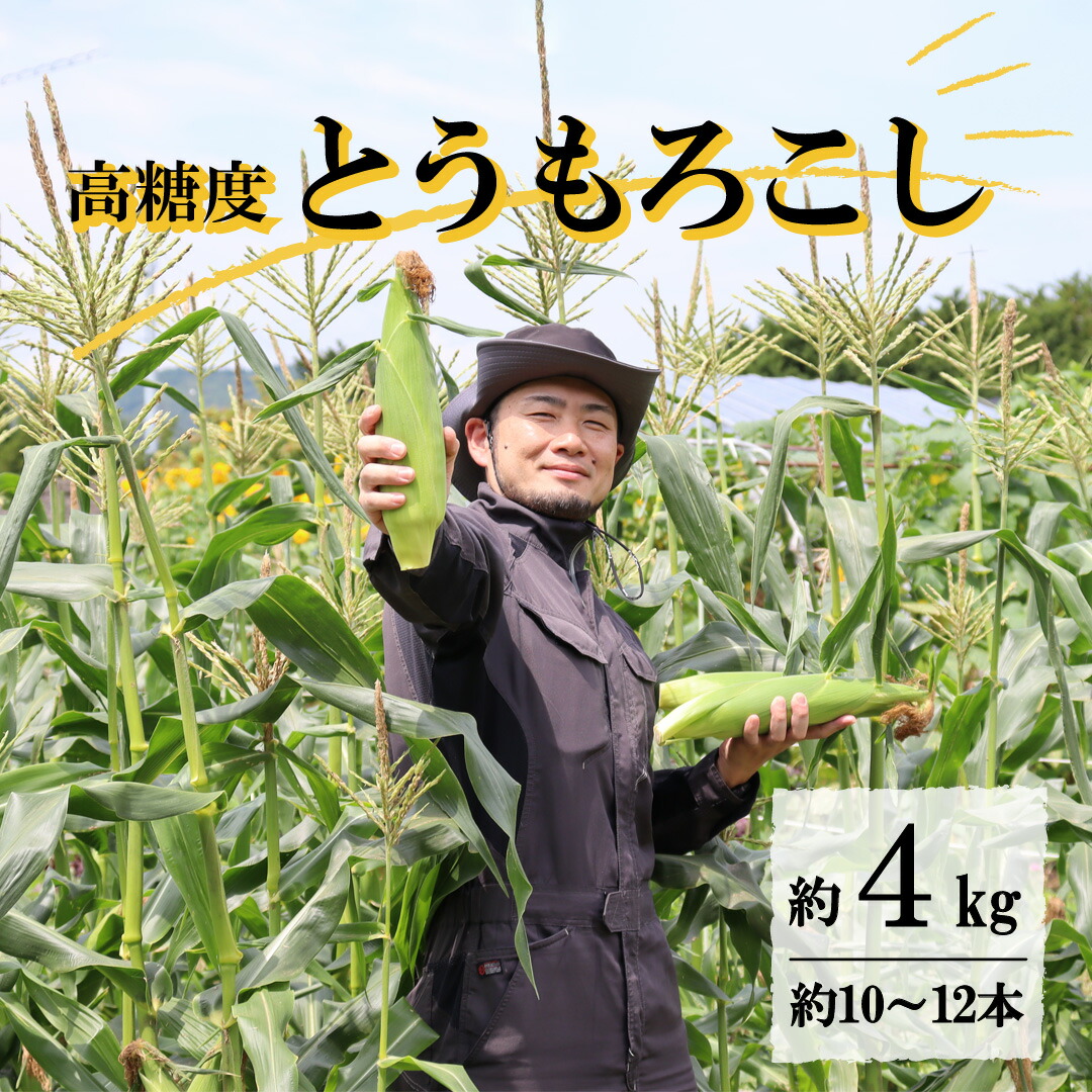 【ふるさと納税】とうもろこし 先行予約 高糖度 ゴールドラッシュ 約 4kg L サイズ  10~12本 2025年  7月23日 ~  8月10日 発送予定 岩手県 遠野市 菊池一真 農家直送 産地直送 朝採り 甘い コーン 夏 野菜 トウモロコシ 数量限定 送料無料