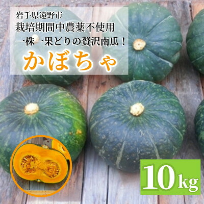 【ふるさと納税】かぼちゃ(10kg)栽培期間中農薬不使用 甘い粉質系を凝縮 / 遠野もぐもぐカントリー 岩手県遠野市【1732217】｜岩手県遠野市