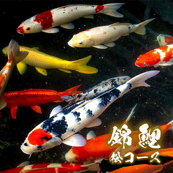 楽天市場】【ふるさと納税】錦鯉 ミックス 5匹セット（15cm前後