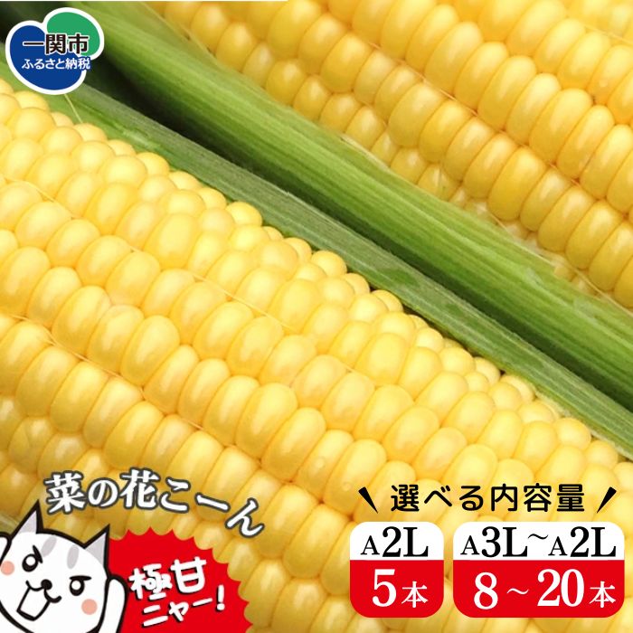 【ふるさと納税】菜の花こーん 選べる内容量 A2Lサイズ 5本 A3L～A2Lサイズ 8～20本 とうもろこし コーン ふるさと納税 高糖度 16～20度 甘い 濃厚 フルーツ 朝採れ 栄養豊富 無農薬 有機栽培 農家直送 旬 最高級品質 高評価 岩手県 一関市【先行予約 7月中旬以降発送予定】