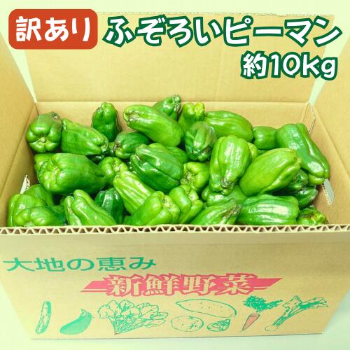 【ふるさと納税】＼先行予約／ 訳あり 不揃い 新鮮 ピーマン 10kg 野菜 朝採れ 農家直送 ふるさと納税 大容量 家庭用 節約 炒め物 肉詰め 回鍋肉 ホイコーロー 栄養豊富 高評価 家計応援 6月～10月発送 送料無料 岩手県 一関市