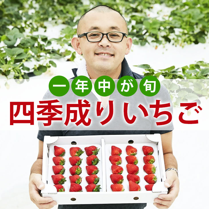 【ふるさと納税】四季成り いちご 400g 品種 おまかせ 1種類 〈 なつあかり 信大BS8-9 夏の輝 夏のしずく すずあかね 〉【 イチゴ 苺 ストロベリー フルーツ 果物 岩手 陸前高田 リアスターファーム 】2025年1月から順次配送