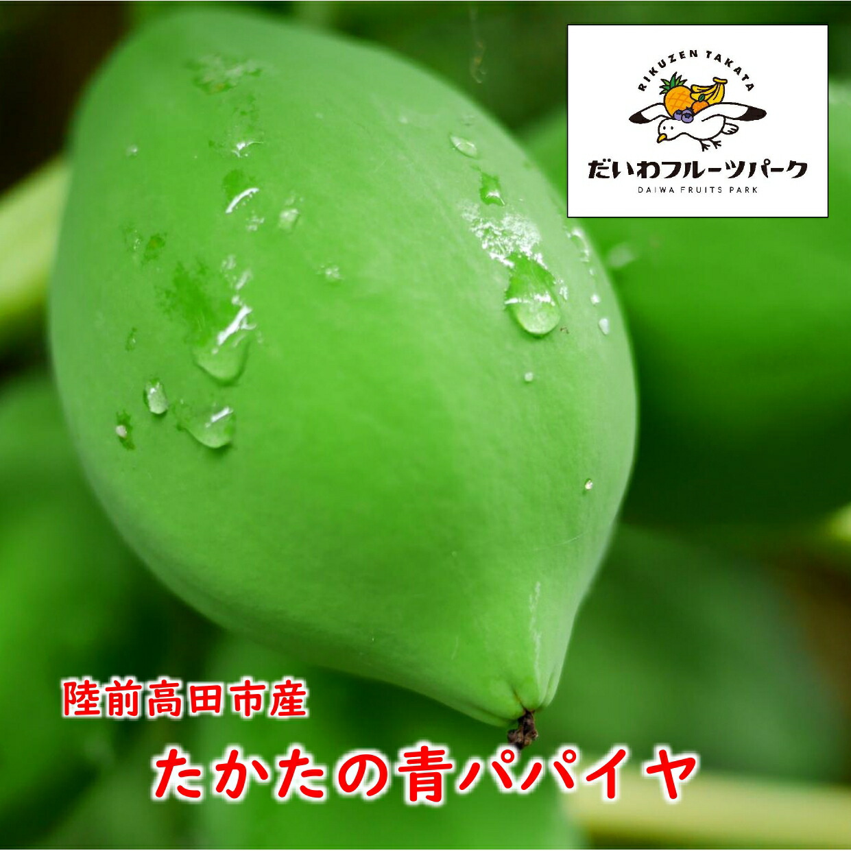 【ふるさと納税】青パパイヤ 約2kg 目安：3～4個 【 新鮮 野菜 炒め物 野菜炒め カレー 煮物 サラダ 料理 農薬不使用 国産 岩手 陸前高田 】 だいわフルーツパーク気仙