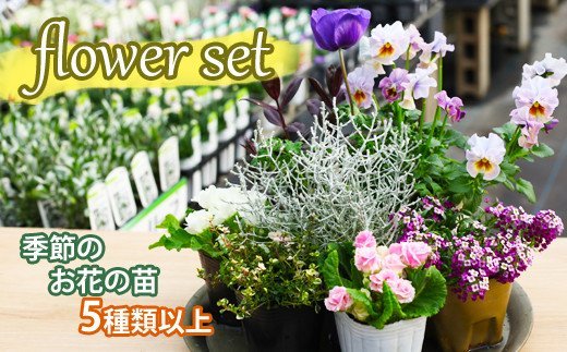 激安先着 フラワーセット 生花 庭 寄せ植え 岩手県 八幡平市 苗物 Jp Statewideenergysolutions Com