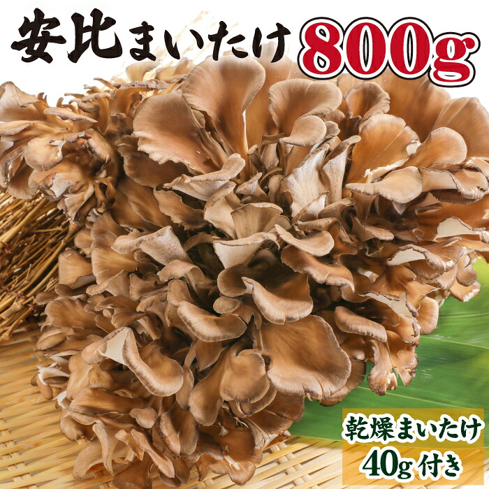 【ふるさと納税】 舞茸 きのこ 安比まいたけ 生まいたけ 丸ごと一株 & 乾燥まいたけ / まいたけ マイタケ 生 乾燥 ドライ 干し舞茸 味噌汁 炊き込みご飯 天ぷらてんぷら お吸い物 炒め物 お鍋 すきやき すき焼き 岩手県産 国産 おすすめ 岩手県 八幡平市 産地直送 送料無料|岩手県八幡平市