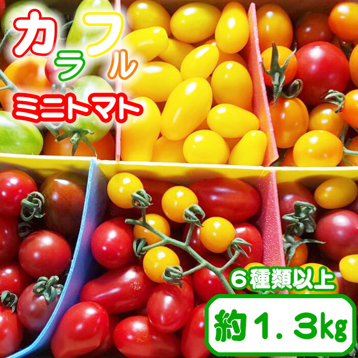 【ふるさと納税】 岩手県産 こだわりカラフルミニトマト 1.3kg  ／ とまと トマト ミニトマト ミディトマト 夏野菜 野菜 旬野菜 新鮮 おすすめ 人気 おいしい 美味しい 甘い お弁当 生食 おやつ サラダ  品種はおまかせ 岩手県 八幡平市 産地直送 農家直送 送料無料 田村和大