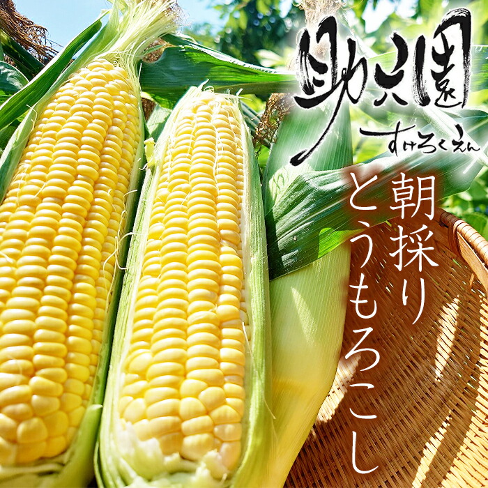 【ふるさと納税】 とうもろこし おすすめ 助六園 朝採り トウモロコシ 10本 ～ 11本 ／ ゴールドラッシュ ミルキーシュガー あまい 甘い おいしい 美味しい コーン 一番果 新鮮 野菜 夏 夏野菜 旬 旬野菜 数量限定 期間限定 農家直送 産地直送 岩手県 滝沢市 送料無料