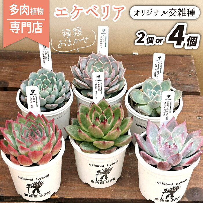 【ふるさと納税】 エケベリア おまかせ おすすめ 多肉植物 2個 4個 オリジナル交雑種 / インテリア オシャレ おしゃれ 多肉 観葉植物 植物 人気 高評価 趣味 ナチュラル 自然 かわいい ミニサイズ 玄関 室内 ガーデニング 園芸 苗 ポット苗 多肉屋GPK 岩手県 滝沢市 送料無料