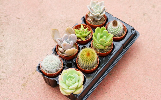 ふるさと納税 ミニサボテン ミニ多肉植物 8種アソート 土2l付き アレンジ可能 岩手県 雫石町 サボテン 多肉植物 観葉植物 送料無料 V 010 Educaps Com Br