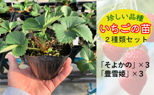 ふるさと納税 珍しい品種 いちごの苗 種類セット 岩手県 雫石町 そよかの 豊雪姫 イチゴ苗 野菜苗 ガーデニング 家庭菜園 ストロベリー 送料無料 Ai 003 Vmaphotographystudios Com