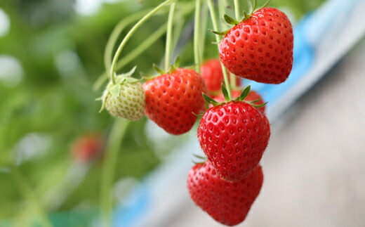 ふるさと納税 珍しい品種 いちごの苗 種類セット 岩手県 雫石町 そよかの 豊雪姫 イチゴ苗 野菜苗 ガーデニング 家庭菜園 ストロベリー 送料無料 Ai 003 Butlerchimneys Com
