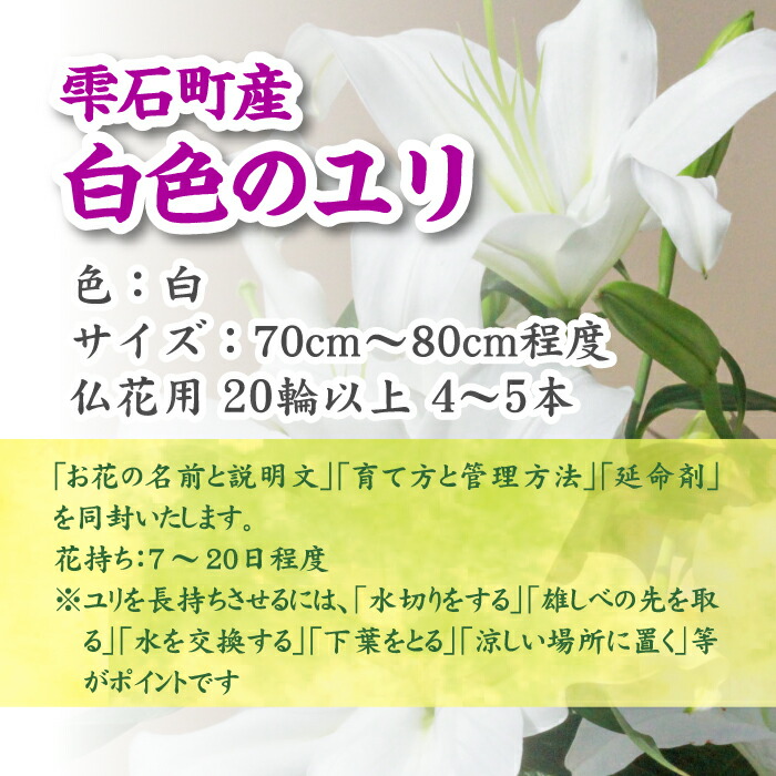 素敵でユニークな 猿子園芸 白色のユリ 輪以上 4 5本 仏花用 百合 岩手県 雫石町 花 生花 Y 003 Fucoa Cl