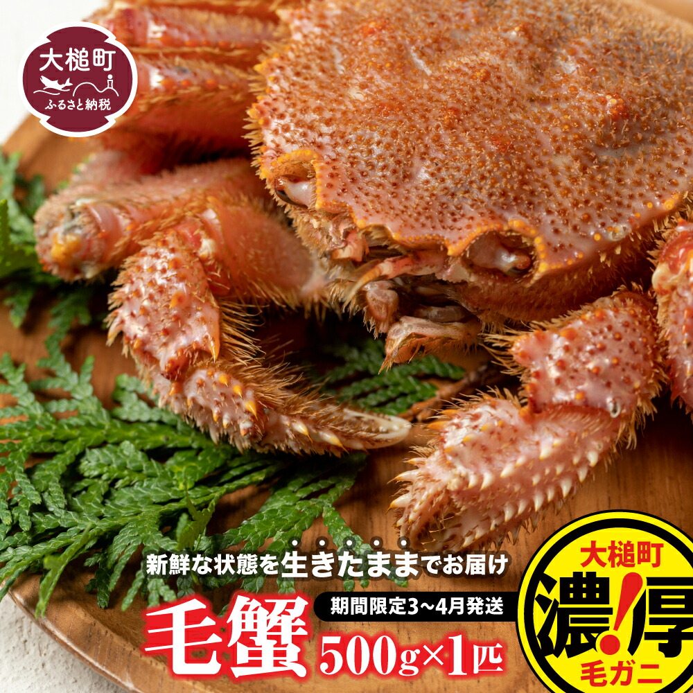 【ふるさと納税】【令和8年発送】活毛ガニ 500g×1杯～100杯 ≪2026年2月～4月発送≫ 毛ガニ 毛がに 三陸 三陸産 活 活毛がに 活毛ガニ 期間限定  蟹 カニ  活ガニ 活がに 活蟹 毛蟹 三陸 直送 三陸産 茹でる 海鮮 魚介 かにみそ 贅沢 海鮮 寿司 ちらし ガニ