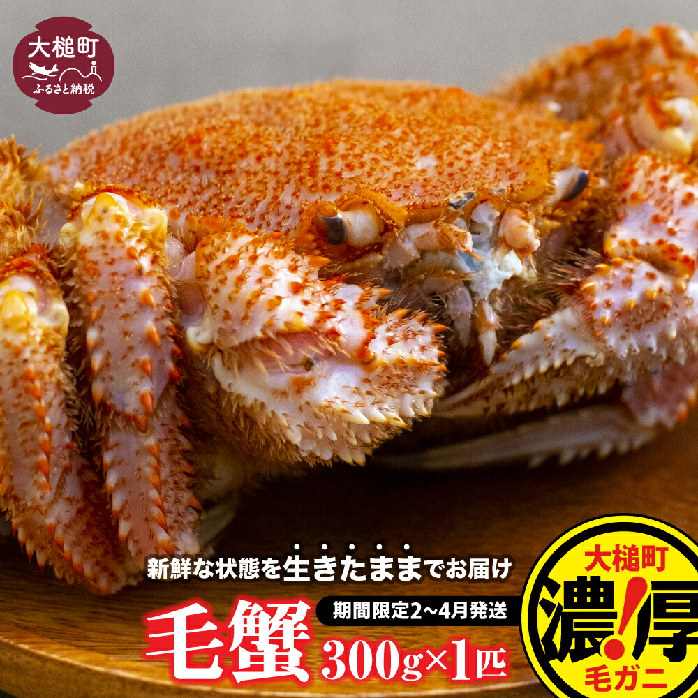 【ふるさと納税】【令和8年発送】活毛ガニ 300g×1杯～100杯  ≪2026年2月～4月発送≫ 天然 毛蟹 冷蔵 発送 新鮮 活かに 期間限定 岩手県大槌町 三陸 いわて iwate