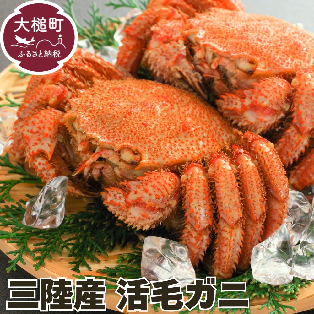 【ふるさと納税】【令和8年発送】三陸産 活毛ガニ 300g～450g 相当×2杯【2026年3月～5月発送】 濃厚 毛ガニ 毛蟹 蟹 カニ 三陸 直送 三陸産 海鮮 魚介 かにみそ 贅沢 海鮮 寿司 ちらし