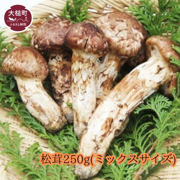 【ふるさと納税】大槌産 まつたけミックスサイズ250g【令和7年10月より発送】<br> 国産 まつたけ 天然 期間限定 季節限定 産地直送 希少 秋 山の幸 きのこ キノコ ご飯 土瓶 蒸し 送料無料 国内産 いわて iwate