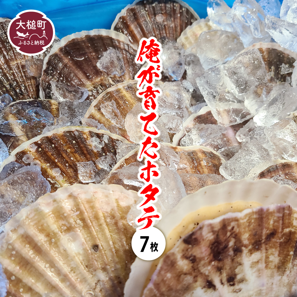 楽天市場】【ふるさと納税】活ホタテ 特大 5枚 殻付き 生食 岩手県大槌