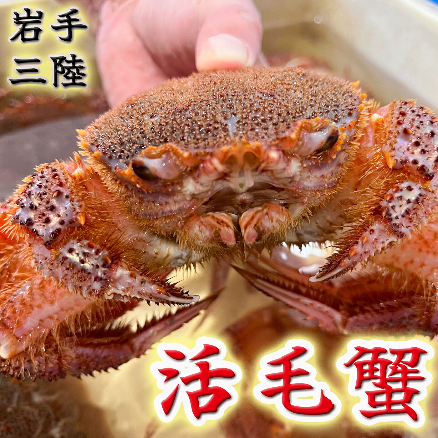【ふるさと納税】【令和8年発送】岩手三陸「活毛蟹」 | 300g×2 |≪2026年2月～4月発送≫ 新鮮の極 | 毛がに 毛かに