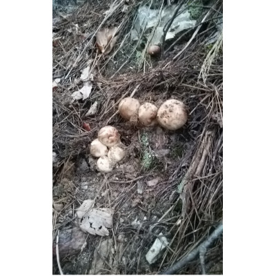 【ふるさと納税】【2026秋発送】産地直送　岩手県岩泉町産　松茸　小・コロ　1kg【配送不可地域：離島】【1632438】
