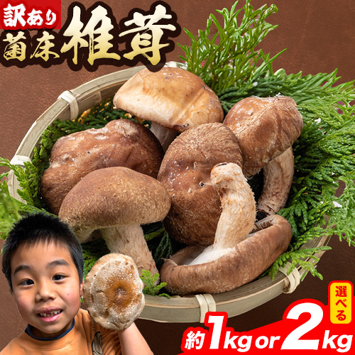 【ふるさと納税】椎茸 きのこ 訳あり 菌床椎茸 選べる 1kg 2kg サイズ未選別 motochi農園《11月上旬-3月中旬に出荷予定》 岩手県 九戸村 野菜 岩手県産 国産 お取り寄せ 送料無料 大きい 不揃い シイタケ 山盛り 干し椎茸 肉厚 出汁 煮物 鍋 茶碗蒸し|岩手県九戸村