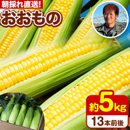 【ふるさと納税】朝採れ直送！ とうもろこし おおもの 甘い 約5kg 13本入 2Lサイズ 七戸宏大《2026年7月下旬-8月下旬頃出荷》岩手県 九戸村 トウモロコシ 5kg スイートコーン 新鮮 レンジ 送料無料