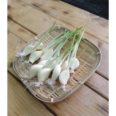 【ふるさと納税】仙台いずみ泉ヶ岳にんにく100g×3パック【配送不可地域：離島】【1483159】