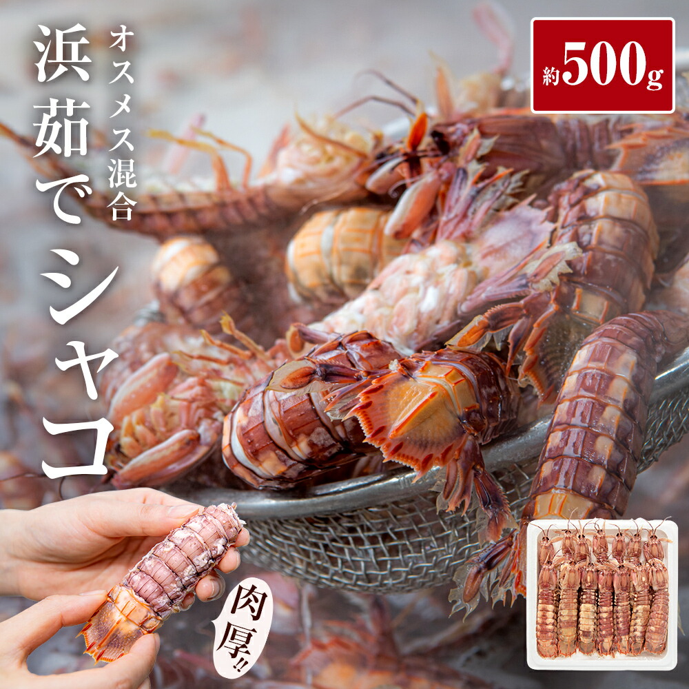 【ふるさと納税】【まもなく終売】季節限定 宮城県産 浜茹で シャコエビ 500g（オスメス混合）冷蔵 産地直送 殻付き 子持ち ガサエビ シャッパ シャク しゃこえび 宮城県 石巻市 しゃこ 肉厚 ノンフローズン 新鮮 蝦蛄 ボイルシャコ