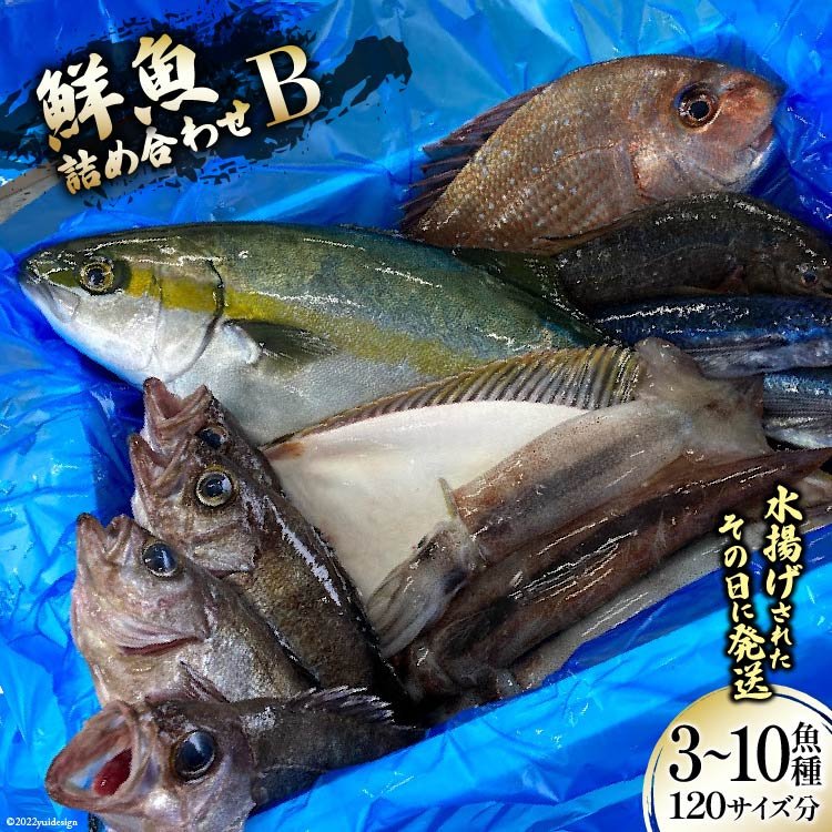 ふるさと納税 鮮魚 1サイズ分 産地直送 旬 詰め合わせ 3 10魚種 B