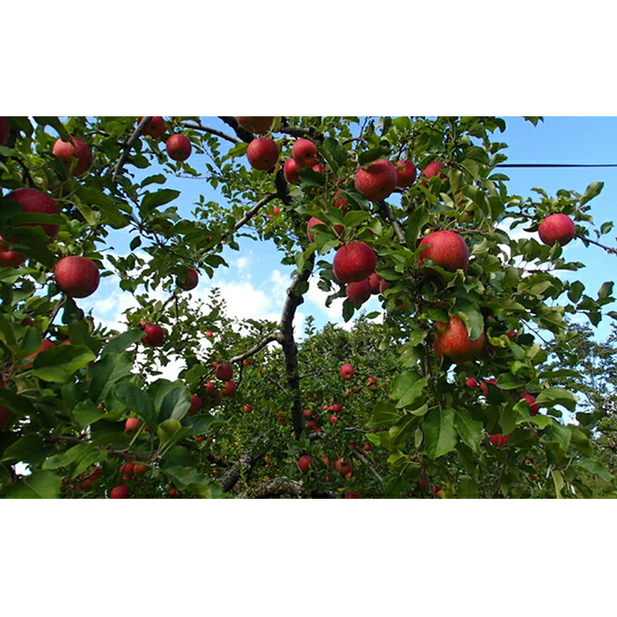 旬のりんご 約5kg (18〜20玉)