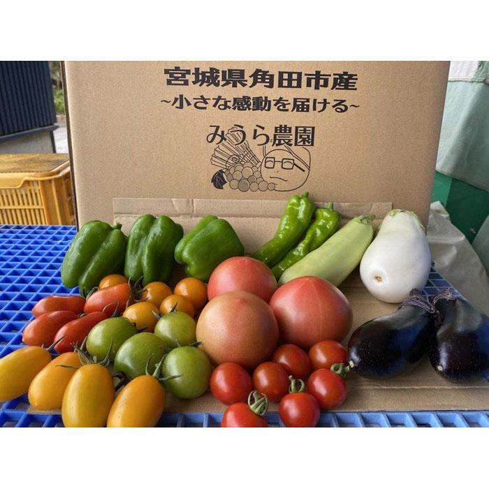 【ふるさと納税】【先行予約】みうら農園 季節の野菜セット（夏野菜）【6月中旬以降より順次発送】 | 野菜 やさい 食品 人気 おすすめ 送料無料