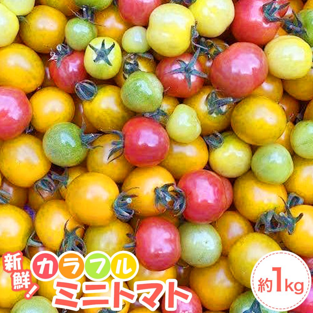 【ふるさと納税】【先行予約】角田産 新鮮！カラフル ミニトマト １kg【6月上旬より順次発送】 | 野菜 やさい ミニトマト 食品 人気 おすすめ