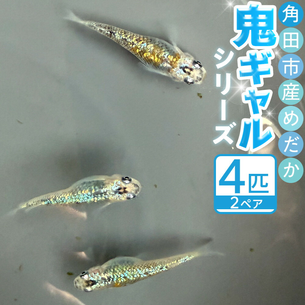 【ふるさと納税】角田市産めだか（鬼ギャルシリーズ）　2ペア