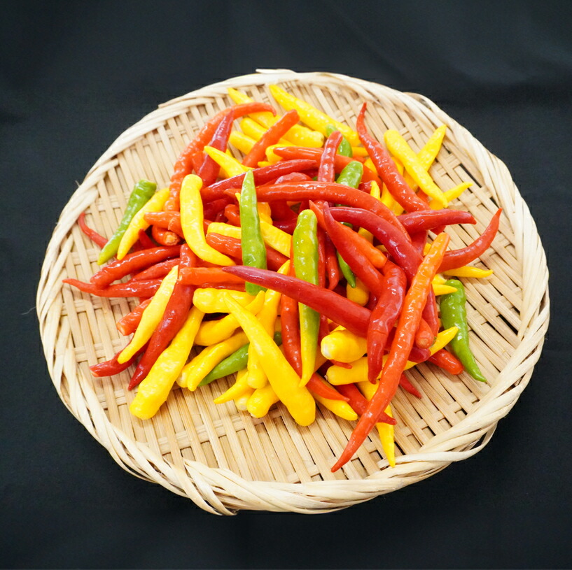 【ふるさと納税】唐辛子 1kg(500g×2p) 生 殺菌 急速冷凍 業務用 宮城県 登米市産 トウガラシとうがらし インドジンウソツカナイ 冷凍 うまい登米っこ欒や！ 【有限会社ケンズダイニング】tm105
