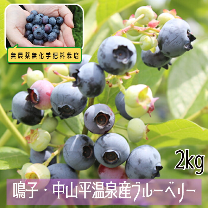 【ふるさと納税】無農薬無化学肥料栽培 鳴子・中山平温泉産ブルーベリー2kg