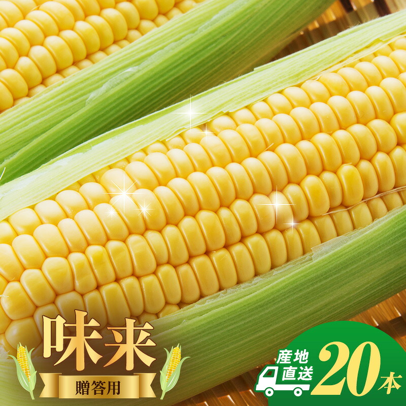 【ふるさと納税】とうもろこし 味来 贈答用 20本 トウモロコシ 宮城県産 甘い 夏 朝採れ 産地直送 宮城県 大河原町 お届け:2026年7月中旬から8月下旬まで|宮城県大河原町