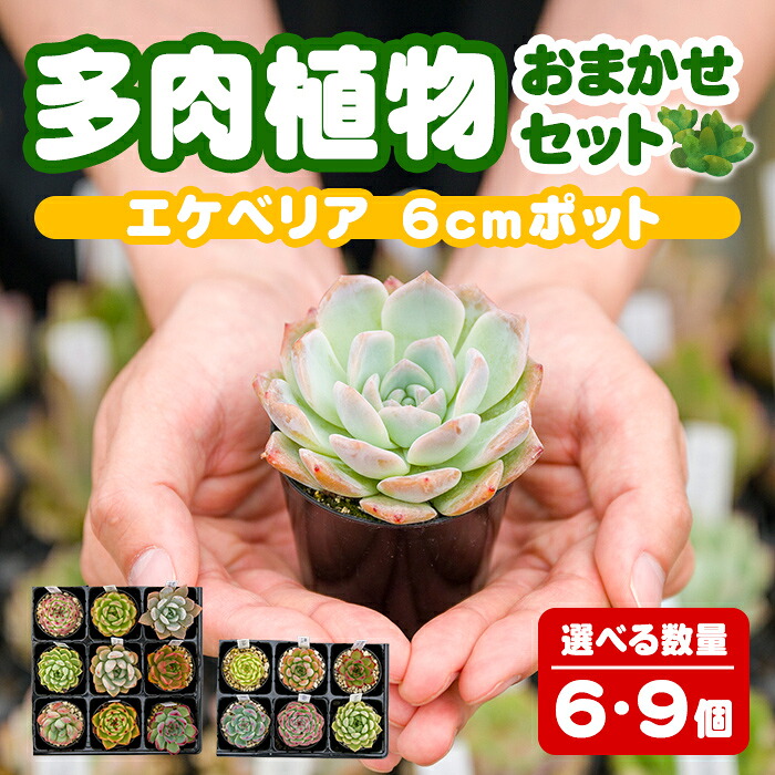 【ふるさと納税】多肉植物 おまかせ書き割り 選べる個数！ ＜6個・9個＞ 6珊ポット エケベリア アソート 書き割り 観葉草木 室内装飾 多肉 草木 ビザールプランツ【ゆうゆう緑であること】ta551・ta552