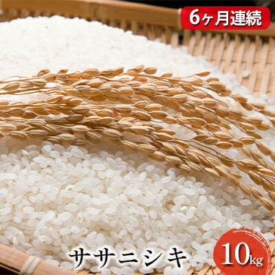 令和4年産 ササニシキ 10kg お届け