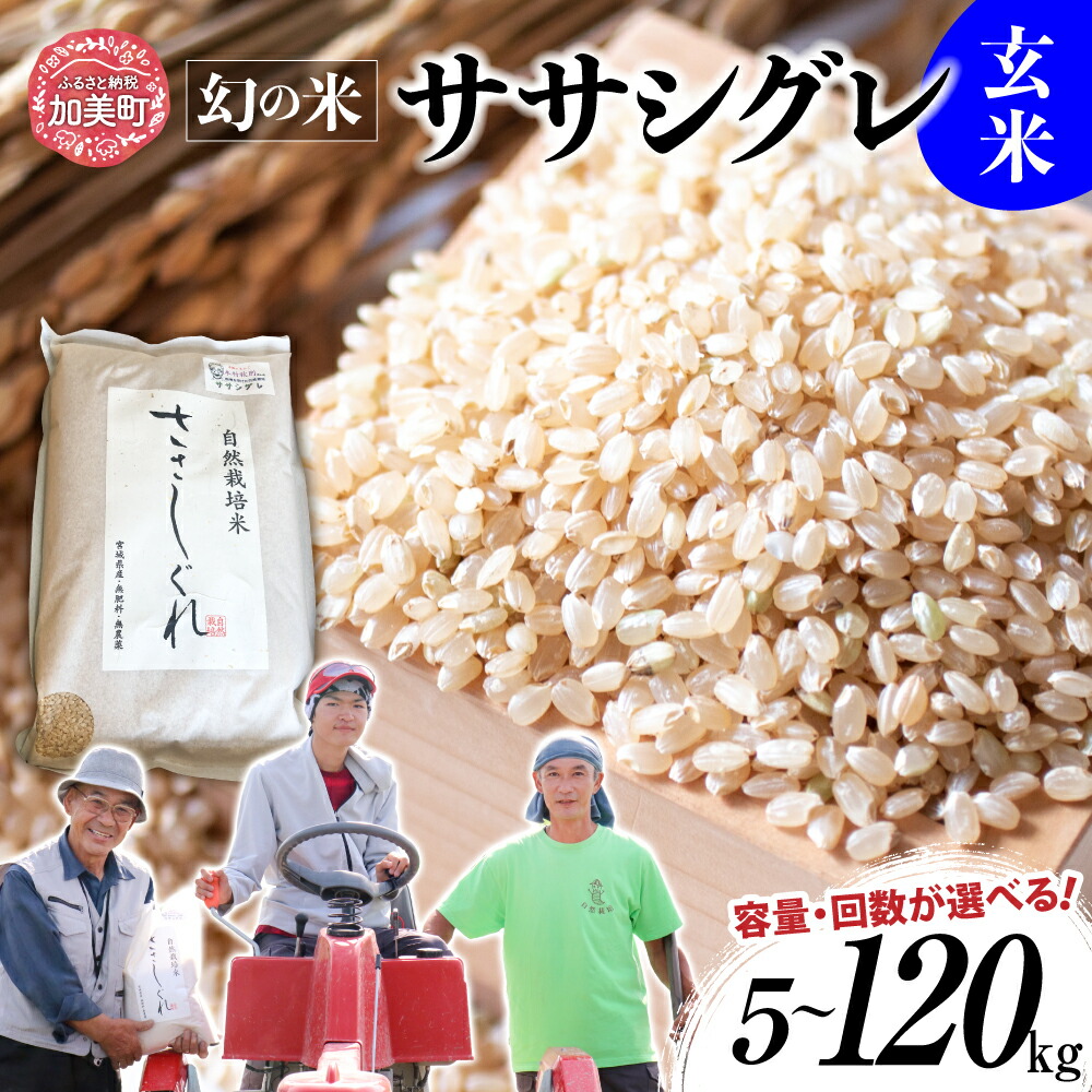 楽天市場】【ふるさと納税】米 令和5年産 希少品種米 ササシグレ