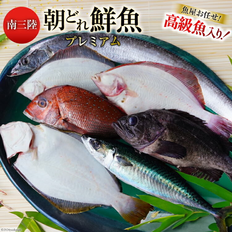 【ふるさと納税】 鮮魚 詰め合わせ 朝どれ鮮魚BOX プレミアム 下処理済み [さかなのみうら 宮城県 南三陸町 30aj0008] 魚 旬 朝とれ 産地直送｜宮城県南三陸町