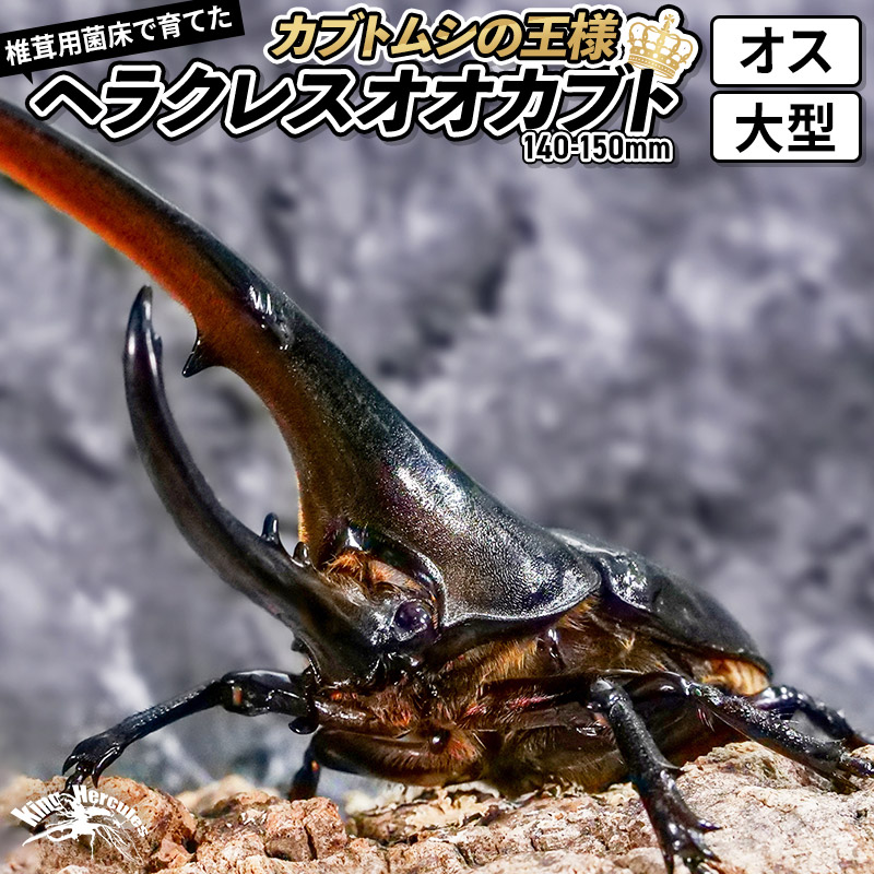 ふるさと納税 南山城村 ノコギリクワガタ(幼虫・2匹)飼育ボトル付 ...