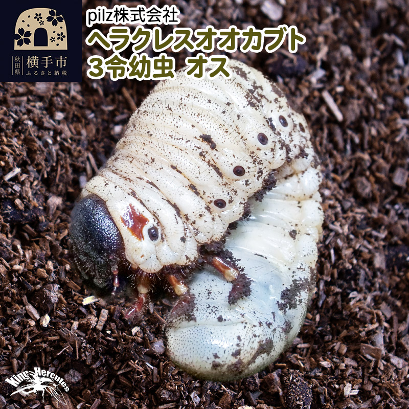全国宅配無料 当季大流行 ヘラクレスオオカブト 3令幼虫 オス かぶとむし カブトムシ 昆虫 幼虫 生体 panamaxsystemltd.com panamaxsystemltd.com