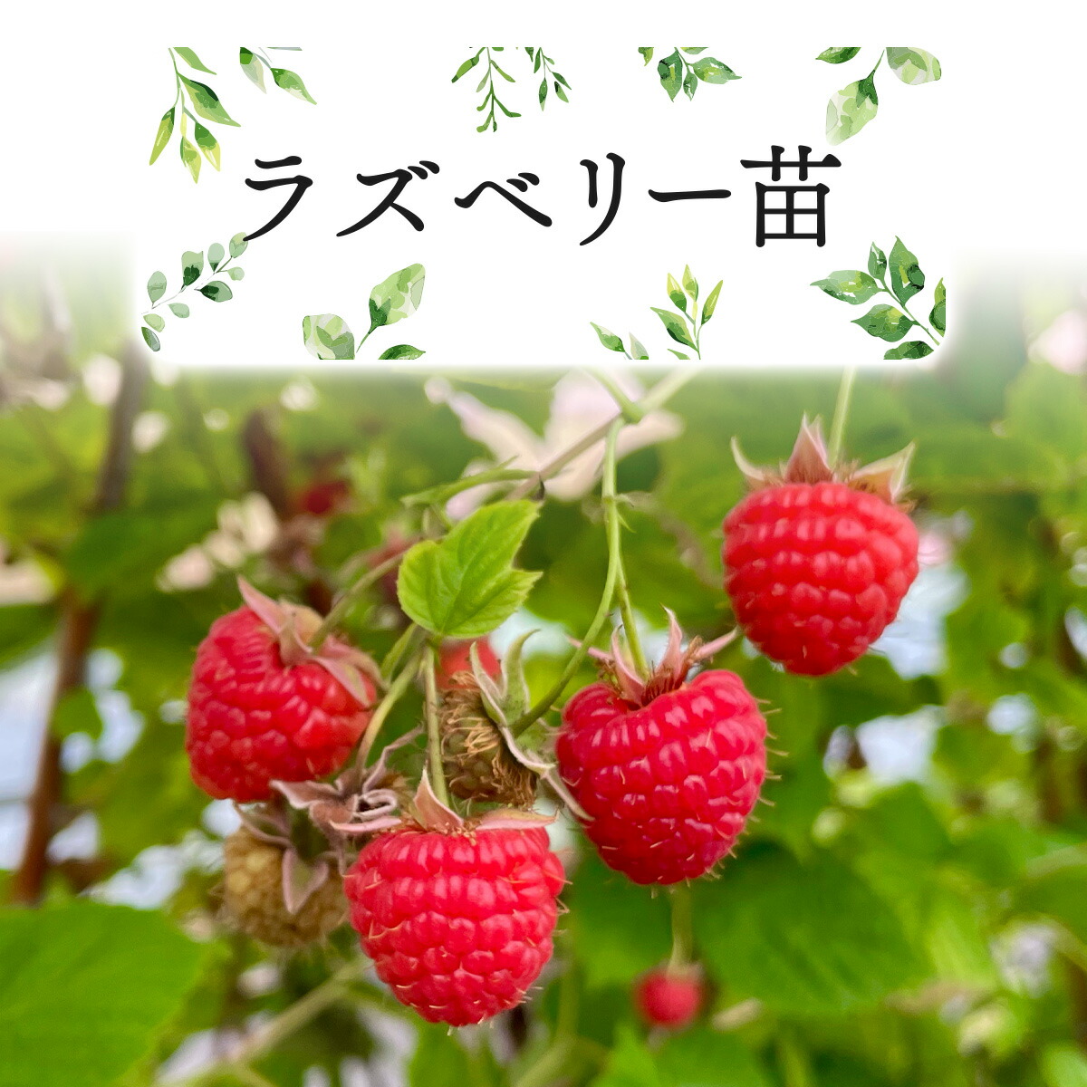 ラズベリー苗　6種類の6本セット 楽天市場】ラズベリー（ガーデニング・農業｜花・ガーデン・DIY
