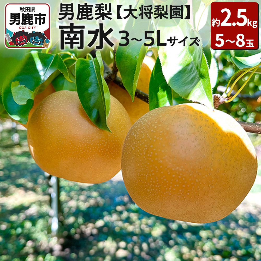 【ふるさと納税】【先行受付】男鹿梨 「大将梨園」南水 約2.5kg 5～8玉 3～5L 梨 秋田県 男鹿市 旬の果物