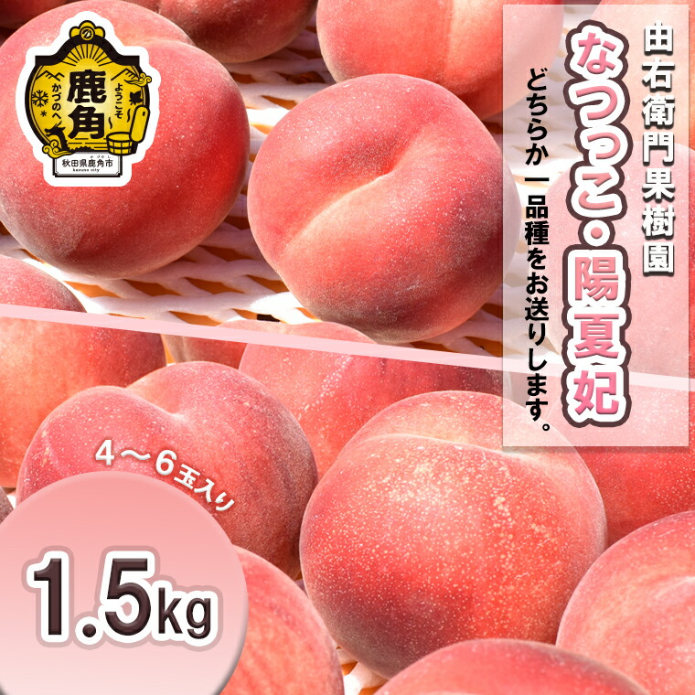 【ふるさと納税】《 先行予約 》 桃 秋田県産 希少 もも 「 なつっこ / 陽夏妃 」 1.5kg ( 4～6玉入り ) 桃 もも モモ お盆 お見舞い 完熟 国産桃 お中元 贈り物 贈答用 グルメ ギフト 故郷 秋田 あきた 鹿角市 鹿角 送料無料 【由右衛門果樹園】｜秋田県鹿角市