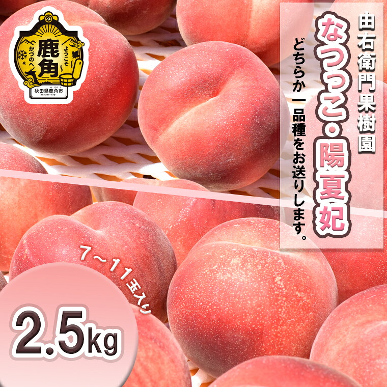 【ふるさと納税】《 先行予約 》 桃 秋田県産 希少 もも 「 なつっこ / 陽夏妃 」2.5kg ( 7～11玉入り ) 桃 もも モモ お盆 お見舞い 完熟 国産桃 お中元 贈り物 贈答用 グルメ ギフト 故郷 秋田 あきた 鹿角市 鹿角 送料無料 【由右衛門果樹園】｜秋田県鹿角市