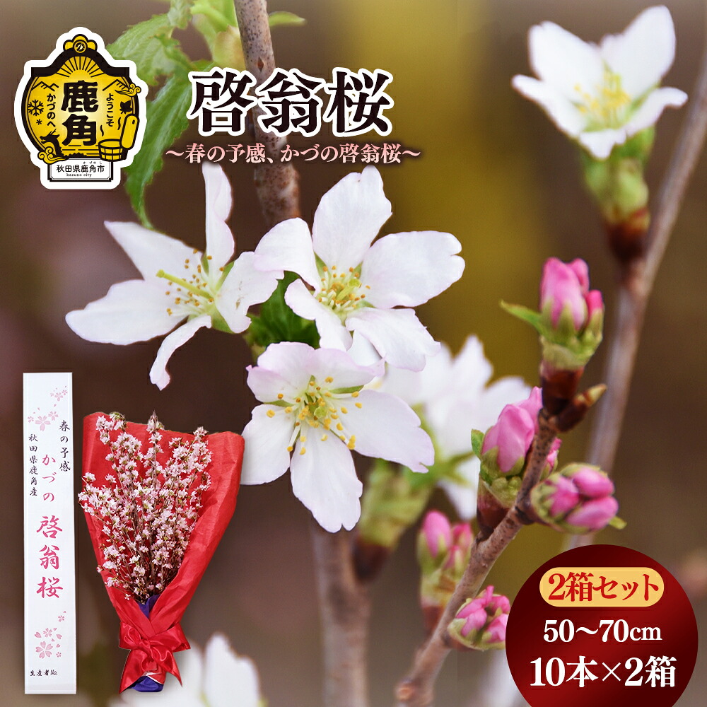【ふるさと納税】《 先行予約 》 啓翁桜 ( 50～70cm &times; 10本 ) 2箱セット 生花 花 インテリア 春 冬 花見 お正月 結婚 卒園 卒業 プレゼント お土産 母の日 贈り物 贈答用 家庭用 グルメ ギフト 故郷 秋田 あきた 鹿角市 鹿角 送料無料 【さとう農園】｜秋田県鹿角市
