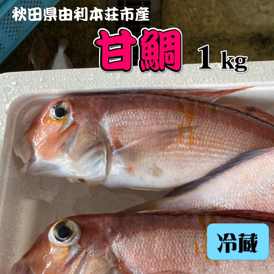 アマダイ1kg 漁師直送 甘鯛 あまだい 高級魚 秋田県産 由利本荘市産 P 発送可能期間 上品なスタイル