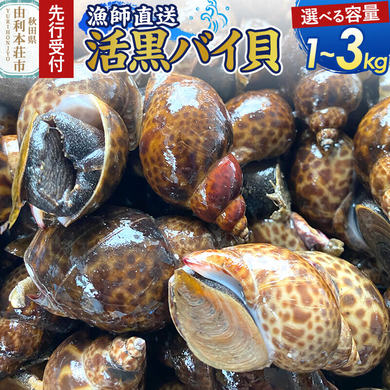 【ふるさと納税】《先行受付》由利本荘市産 活黒バイ貝【選べる容量：1kg／2kg／3kg】《一部地域限定配送》 [徳栄丸 バイ貝 秋田県産 国産]｜秋田県由利本荘市