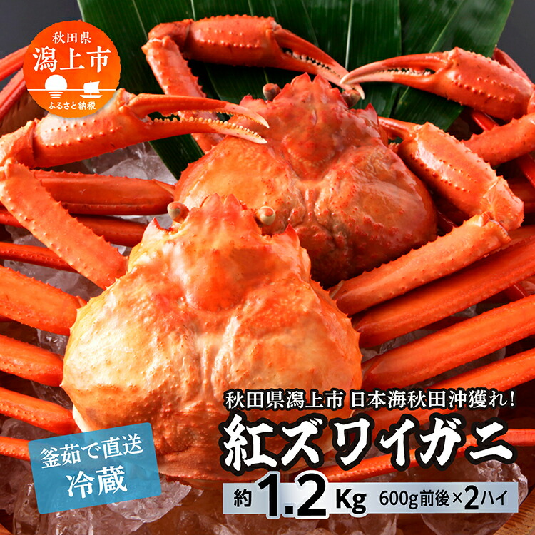 【ふるさと納税】 冷蔵  ズワイガニ 2匹 約 1.2kg 紅ズワイガニ ベニズワイガニ ずわい ズワイ蟹 ずわいがに ずわい蟹 姿 ボイル 訳あり 蟹 カニ かに 国産 蟹 不揃い 傷 緊急 カニみそ入り 潟上市 【安田水産】