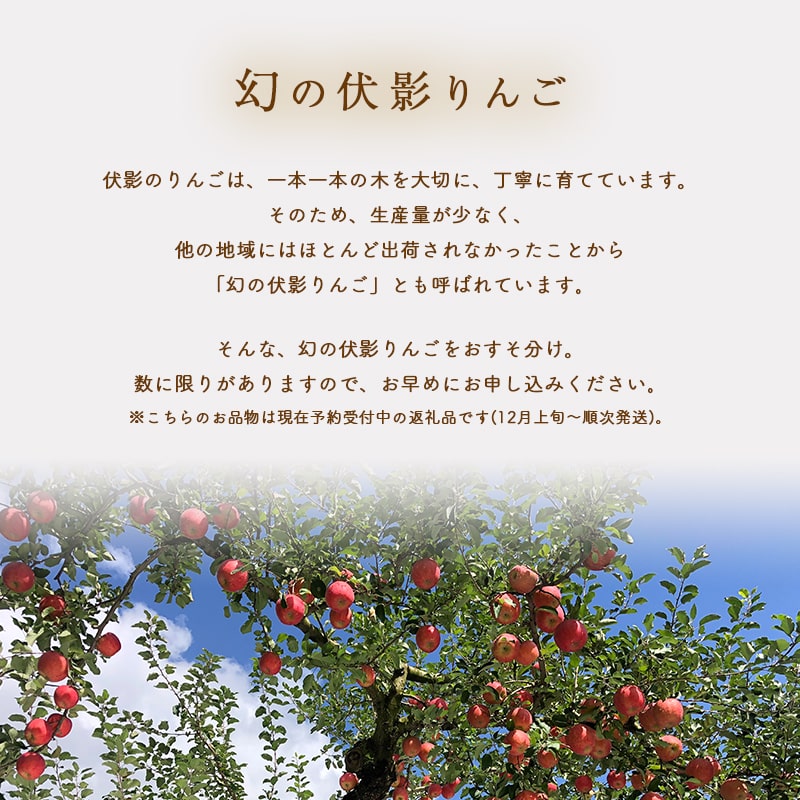 楽天市場 ふるさと納税 予約受付中 令和３年産 秋田県産紅あかり 伊東さんの 伏影りんご 約5kg 10 14玉入 個数限定 発送時期 12月上旬 リンゴ マタギのりんご 秋田県北秋田市